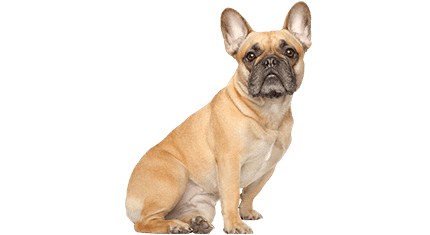 bouledogue francais