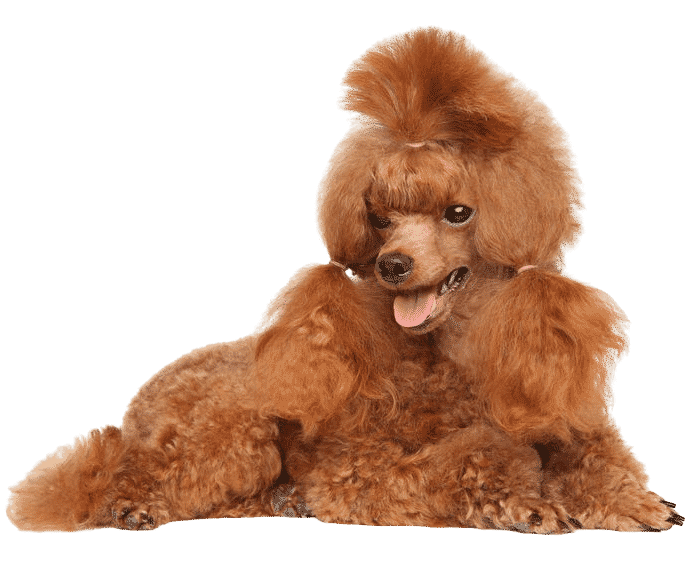 Caniche couché