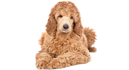 caniche