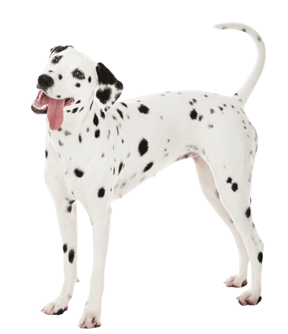 Dalmatien debout
