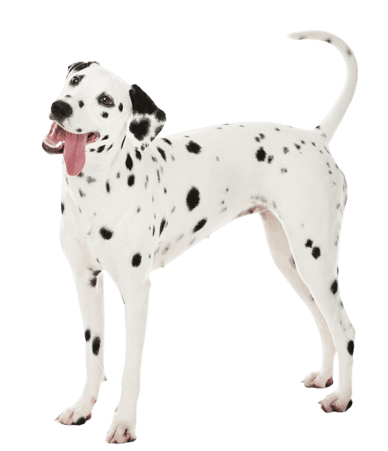 Selon une étude scientifique, le plus beau chien du monde serait le  dalmatien 