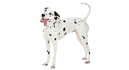 Chien pendulaire Dalmatien - Feu Vert