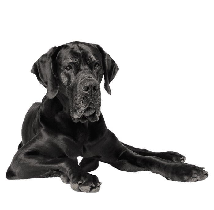 Le dogue sales