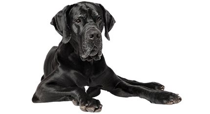 dogue allemand