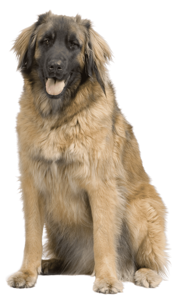 Leonberg assis