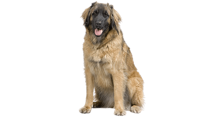Leonberg