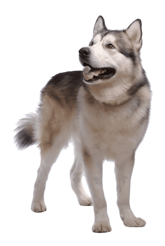 malamute d