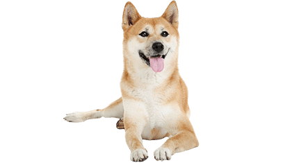 shiba-inu