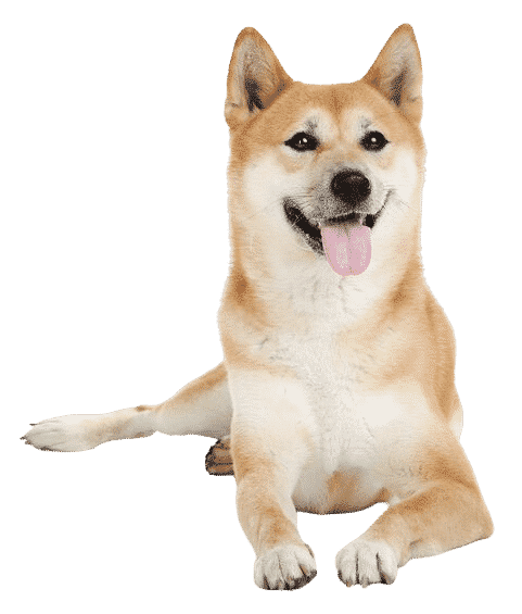 shiba inu allongé et tête relevée
