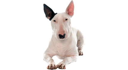 bull terrier