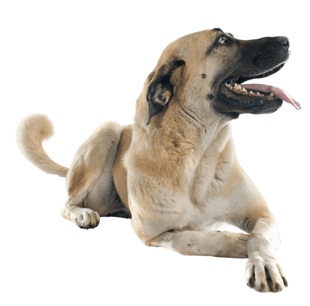 Kangal couché