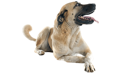 kangal