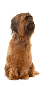 Briard fauve best sale