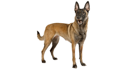 malinois