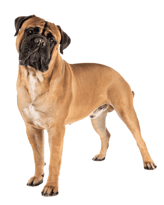 mastiff sur ses pattes