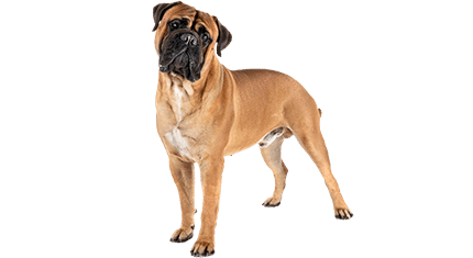 mastiff