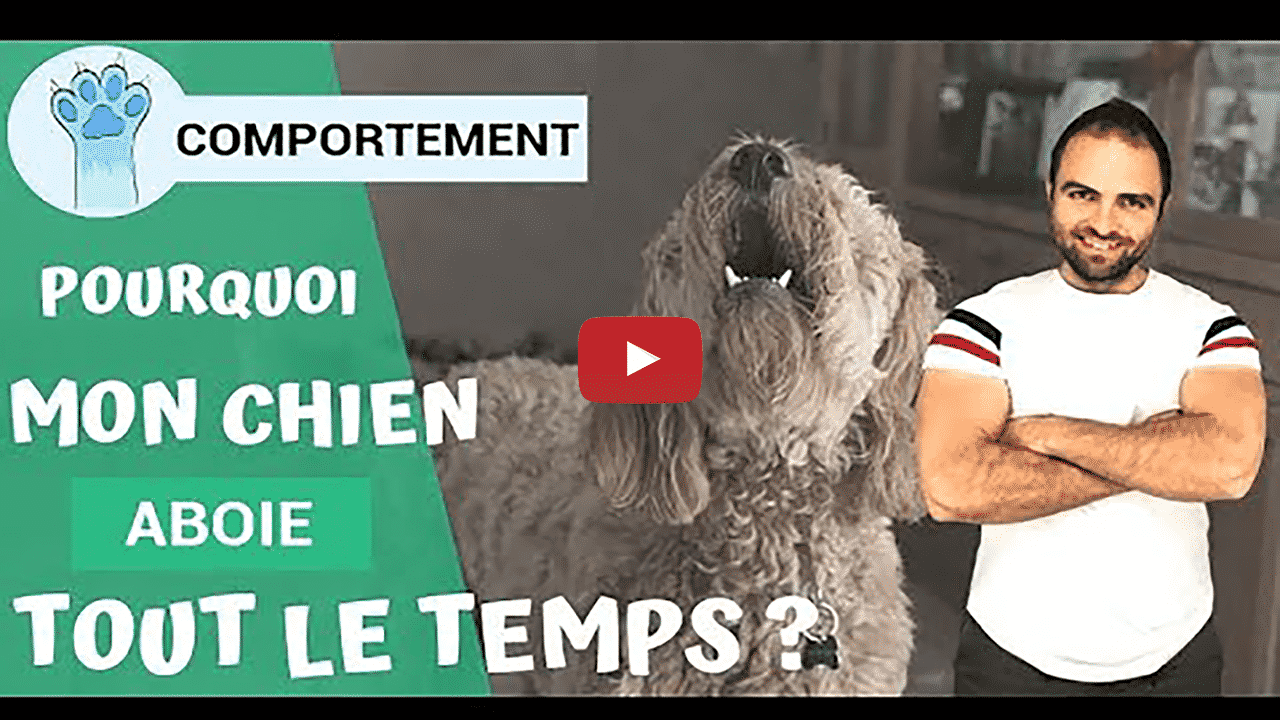 Comment dresser un chien qui aboie tout le temps ? - Esprit Dog
