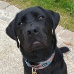 Avis Laisse Esprit Dog