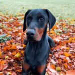 Avis laisse Esprit Dog