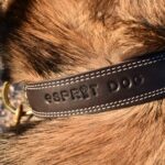 Collier Esprit Dog