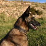 Collier Esprit Dog