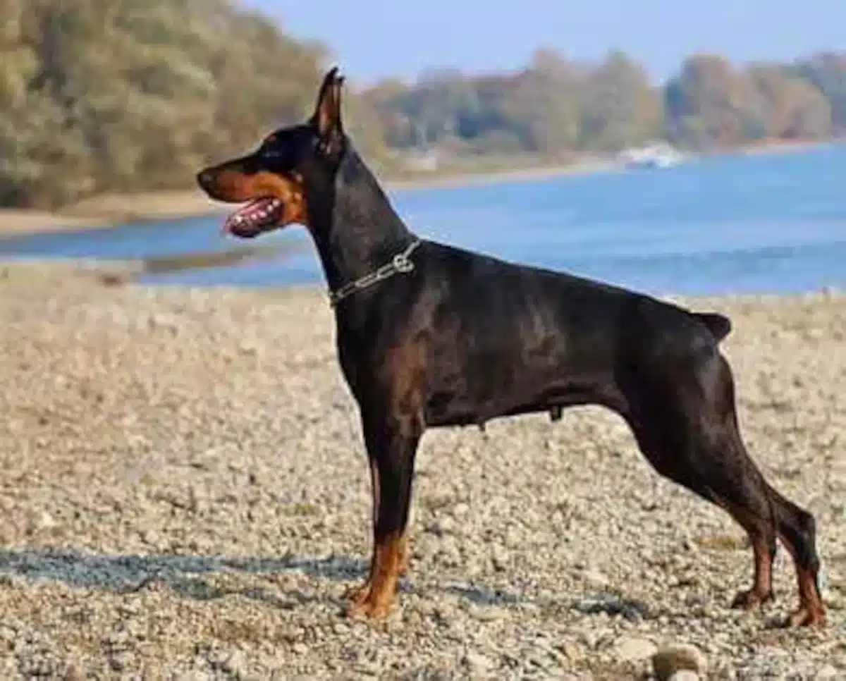 La coupe des oreilles et de la queue chez le chien - Esprit Dog, image size:1200x966