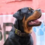 Collier Esprit Dog