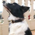 Collier Esprit Dog