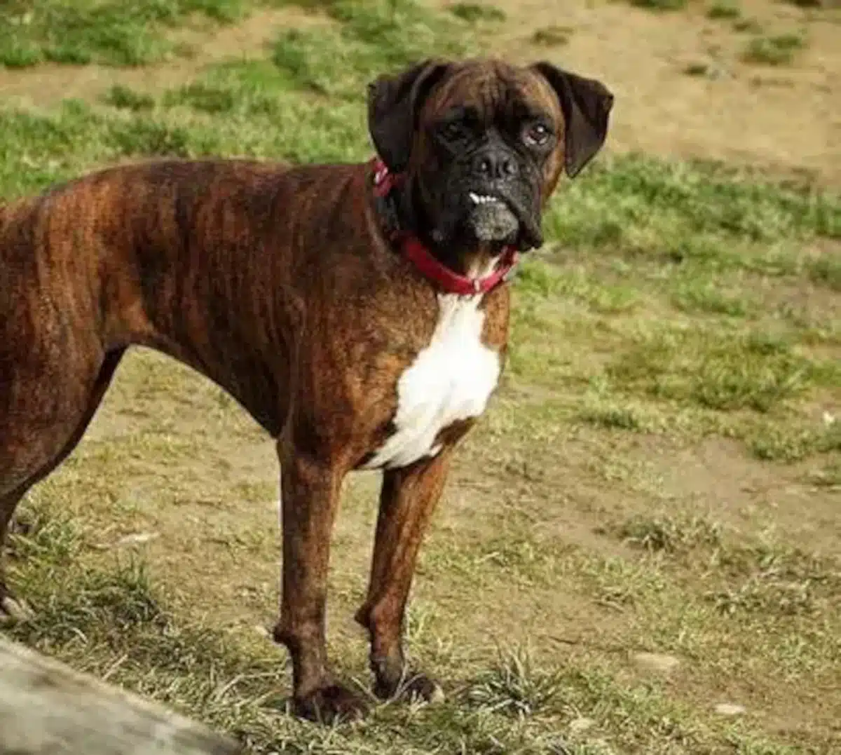 Pourquoi mon chien claque des dents ? Esprit Dog