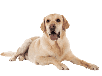 Labrador couché