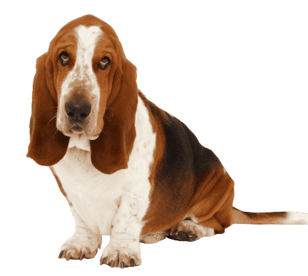 basset hound assis sur son postérieur