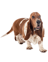 basset hound
