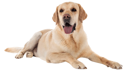 labrador