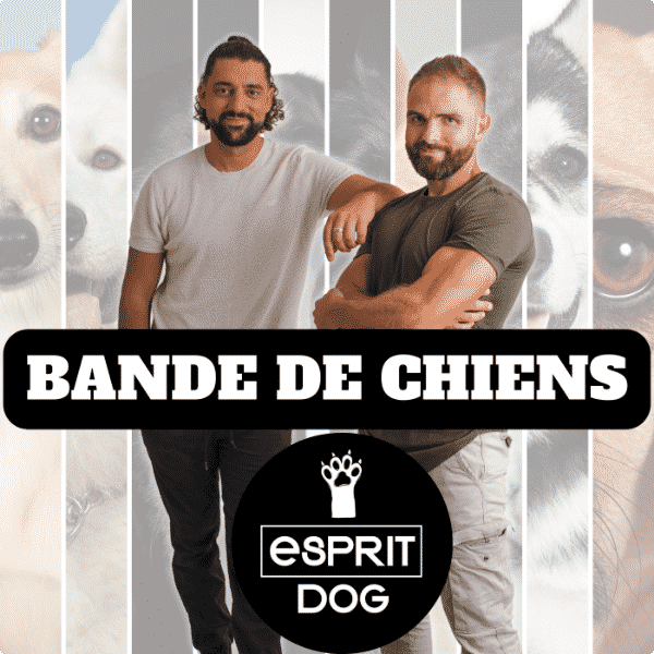 Épisode 46 - Quel chien est fait pour vous ?