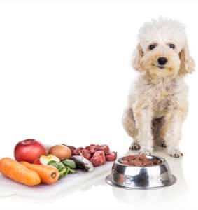 Modes alimentation chien : chien assis devant sa gamelle