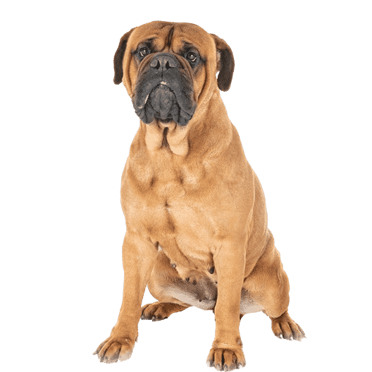 Le Bullmastiff, tout savoir sur ce chien doux et pétillant Le Bullmastiff, tout savoir sur ce chien doux et pétillant
