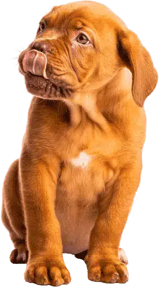 Chiot dogue de bordeaux