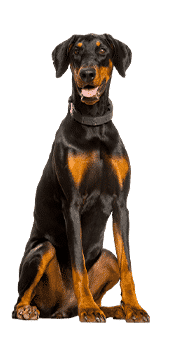 Dobermann adulte assis sur son postérieur