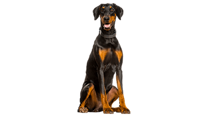 Le Dobermann, un chien de type molosse aussi fort que sensible !, image size:430x235