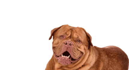 Dogue de bordeaux