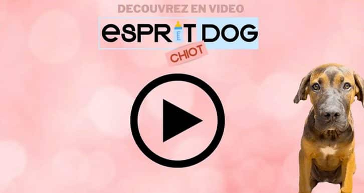 Vignette vidéo de la formation esprit dog chiot