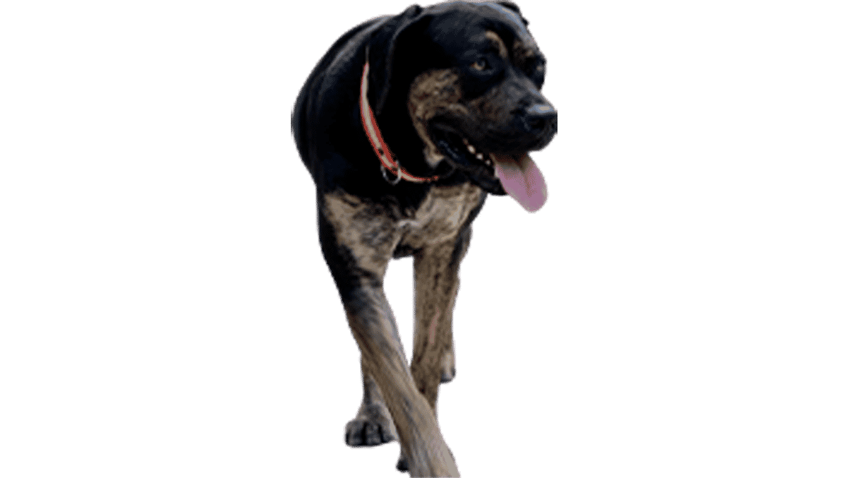 Comment Dit On Chien En Espagnol L'Alano Espagnol, une race de chien aux multiples capacités !