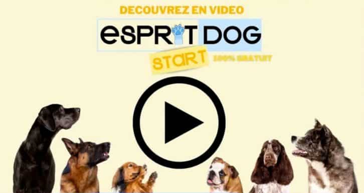 Vignette vidéo formation esprit dog start