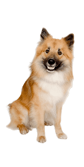 Eurasier pour header fiche de race : eurasier assis sur son postérieur