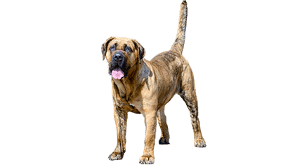 presa canario