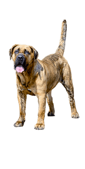 Presa Canario (dogue des canaries)