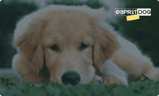 CTA Esprit Dog Chiot