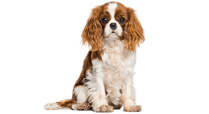 cavalier king charles