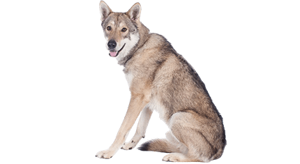 chien loup de sarloos