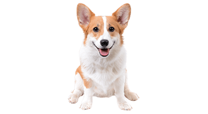 corgi
